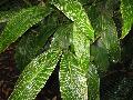 Pinstripe Ginger / Alpinia formosana 